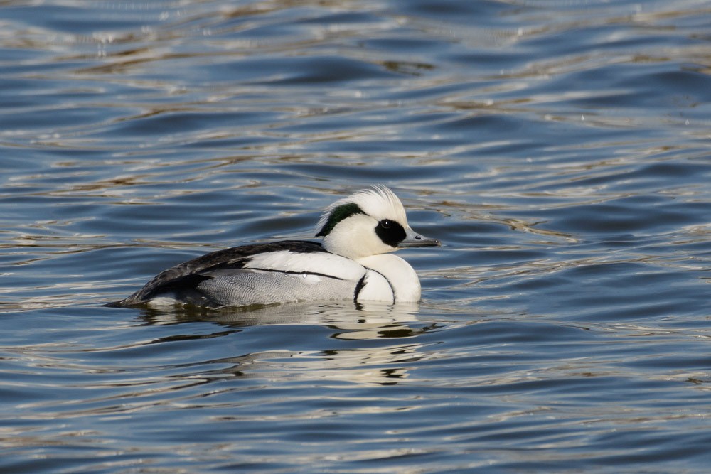 Smew - ML48888261