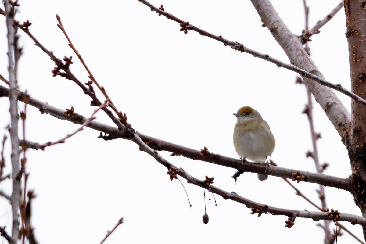 Eurasian Blackcap - ML48888371