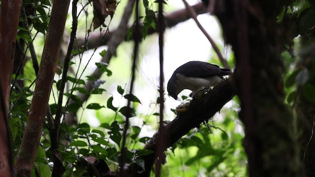 Frances's Sparrowhawk - ML488884511