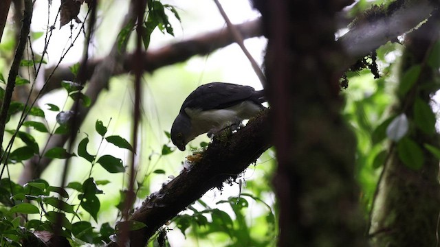 Frances's Sparrowhawk - ML488884541