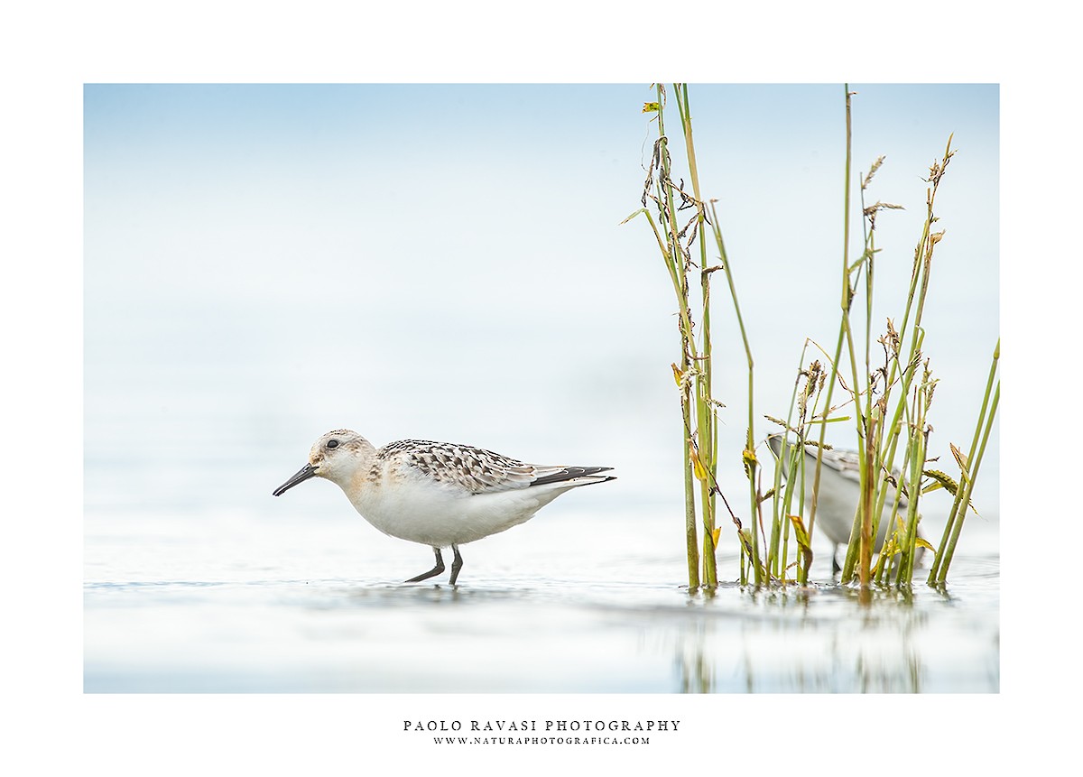 Bécasseau sanderling - ML488885251