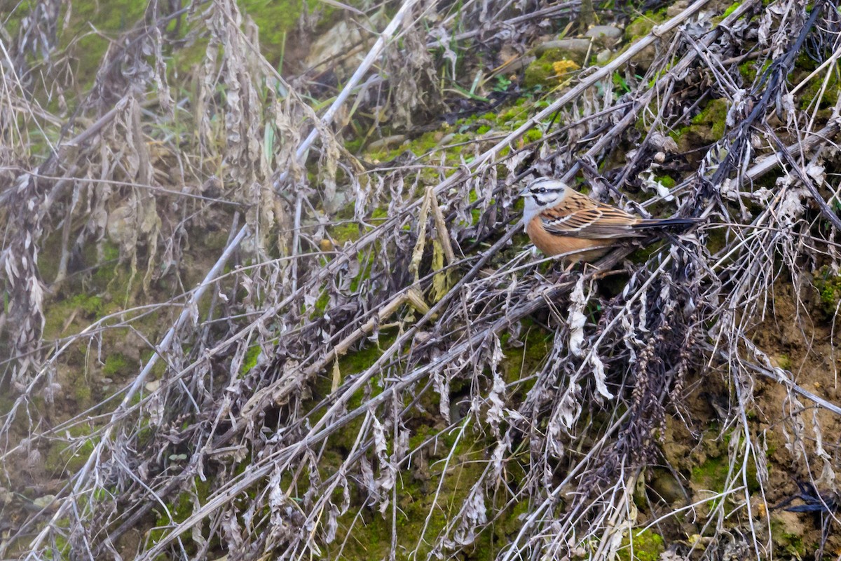 Rock Bunting - ML48888551