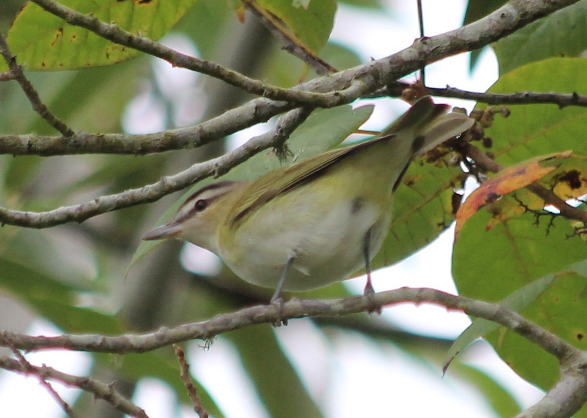 Red-eyed Vireo - ML488885611