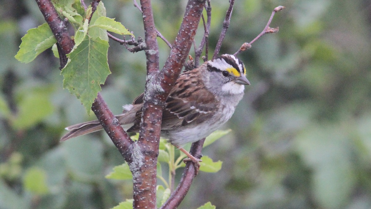 White-throated Sparrow - Daniel Jauvin