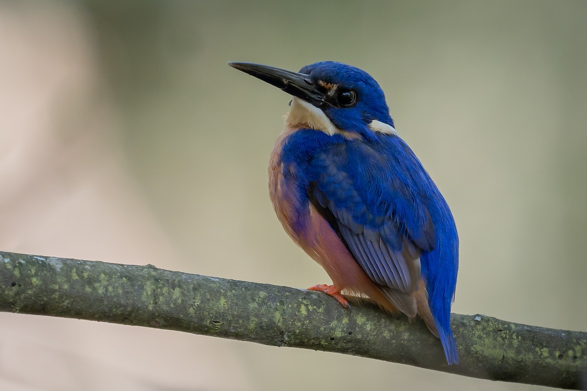 Azure Kingfisher - Ellen O'Connor