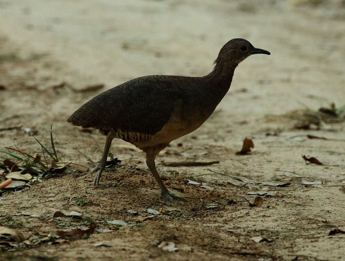 Undulated Tinamou - David Ascanio