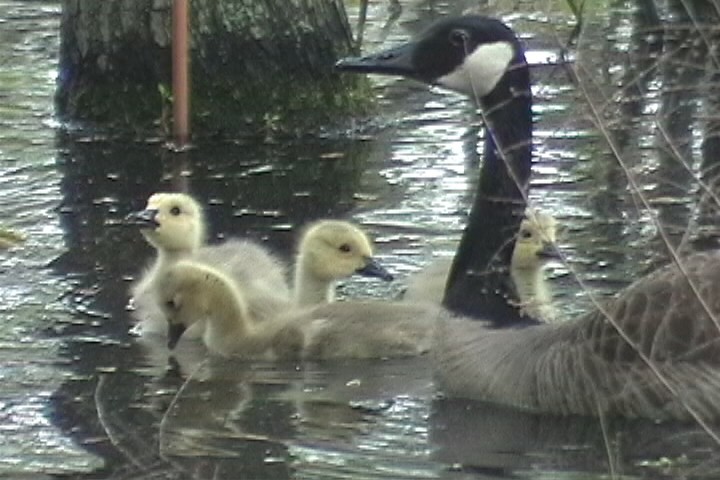 Canada Goose - ML48888711