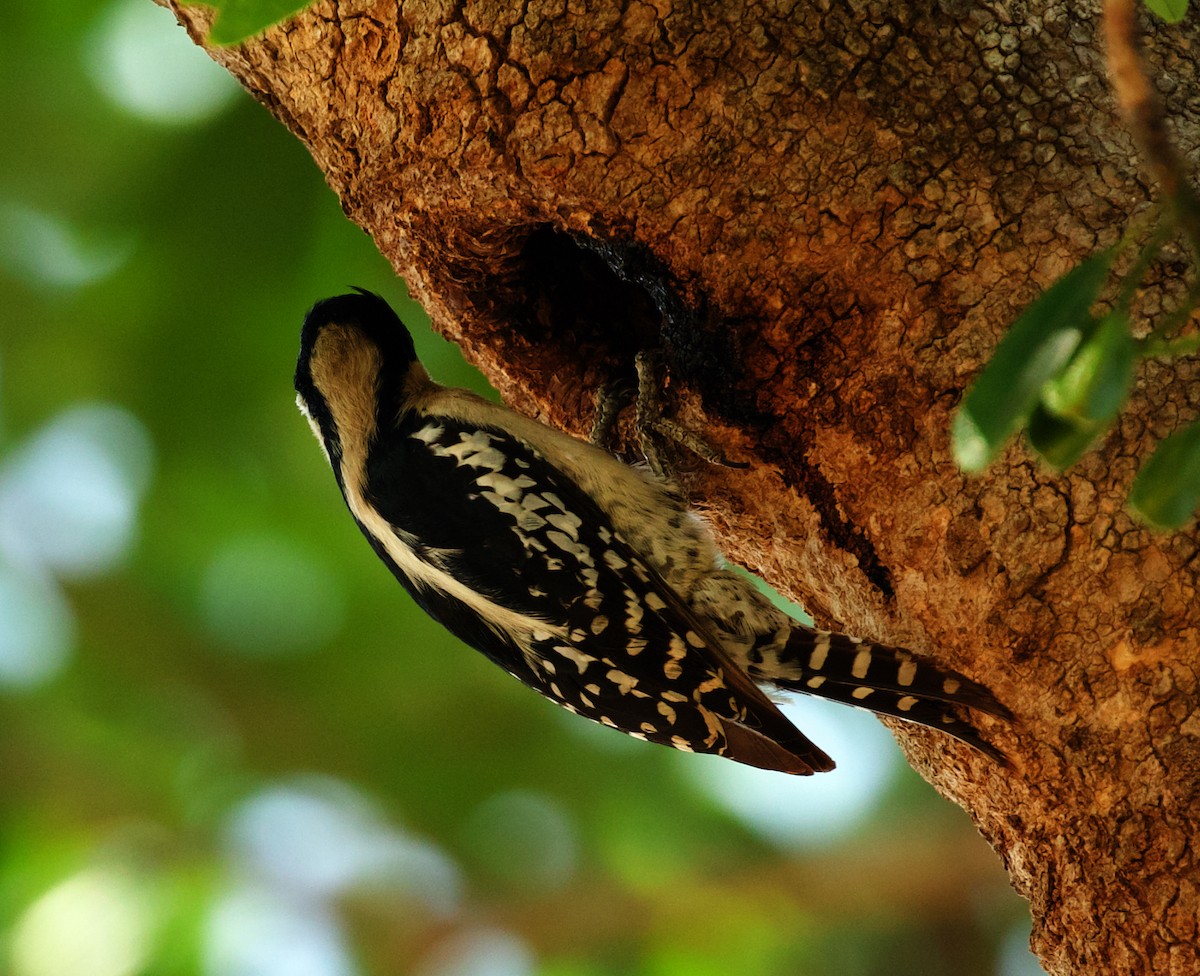 White-fronted Woodpecker - David Ascanio