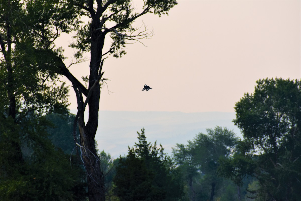 Belted Kingfisher - Team Sidhu-White