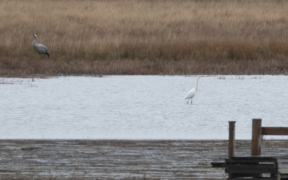Great Egret - ML488887951