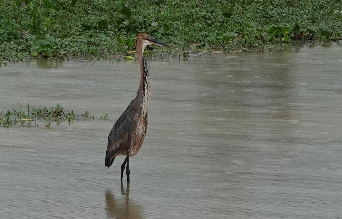 Goliath Heron - Peter Blancher