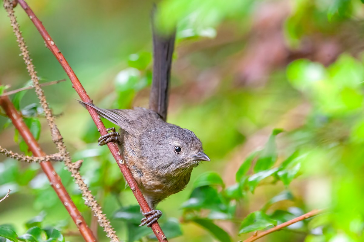 Wrentit - ML488890391