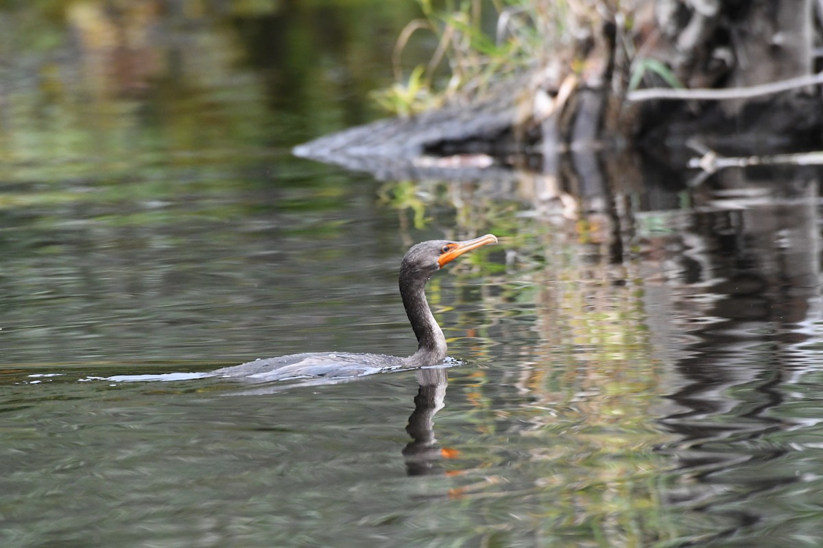 Double-crested Cormorant - Guy Lafond