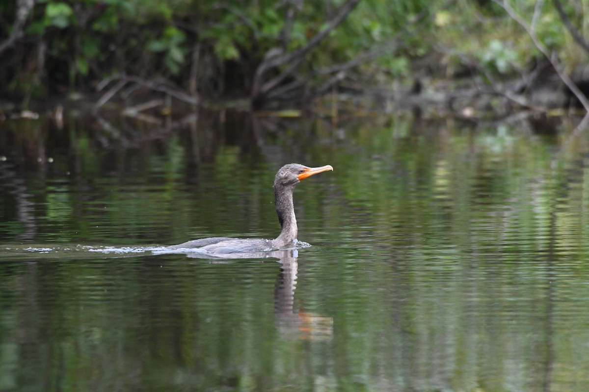 Double-crested Cormorant - Guy Lafond