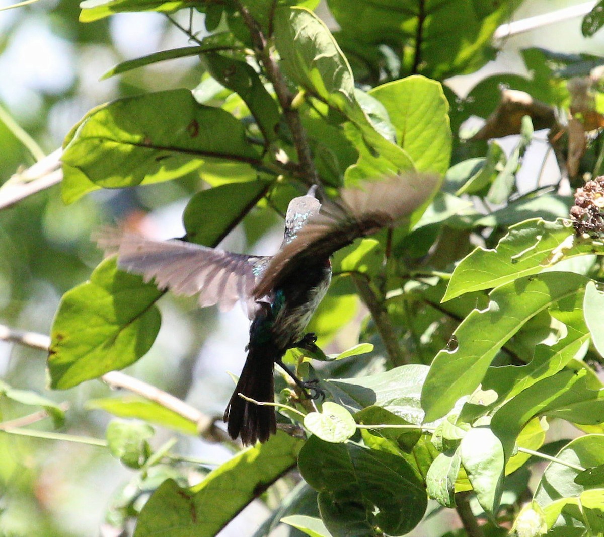 Purple-banded Sunbird - ML488890881