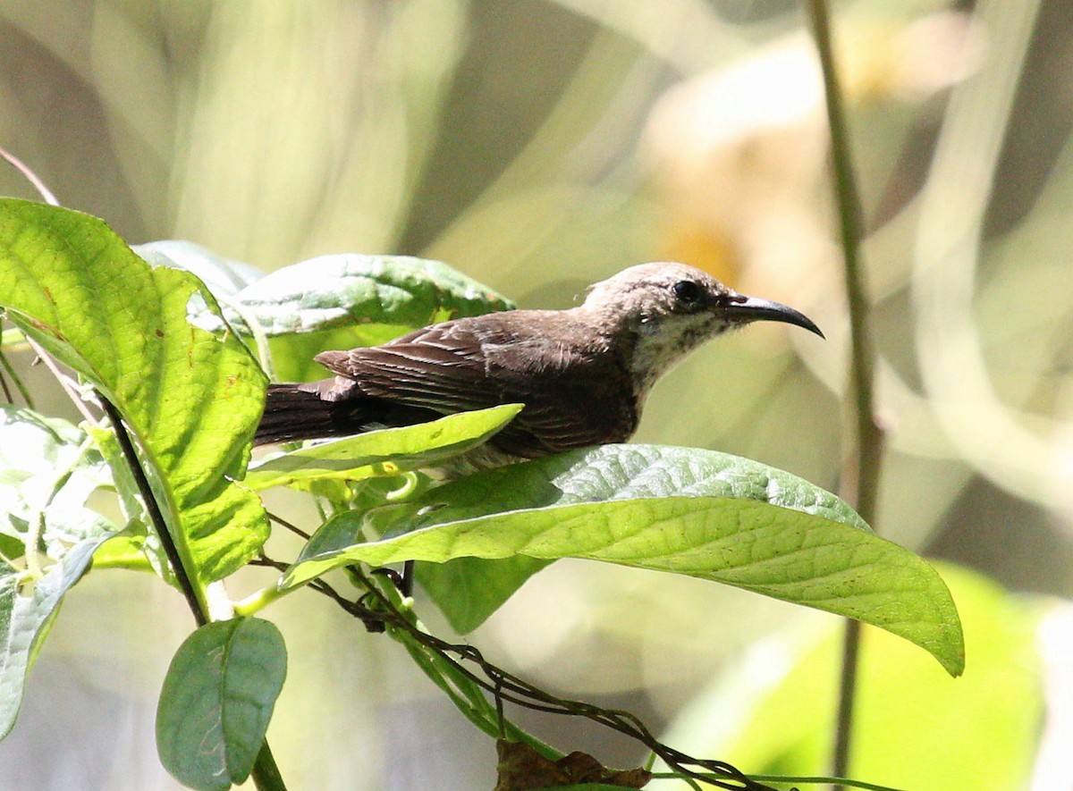 Purple-banded Sunbird - ML488890901