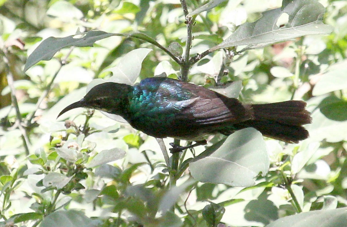 Purple-banded Sunbird - ML488890911