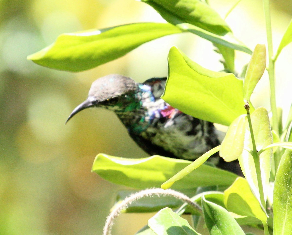 Purple-banded Sunbird - ML488890921