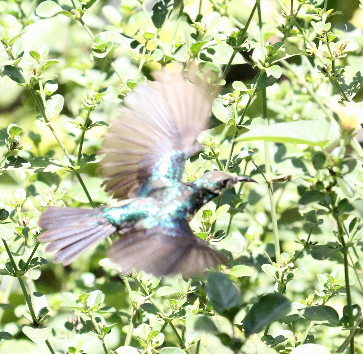 Purple-banded Sunbird - ML488890931