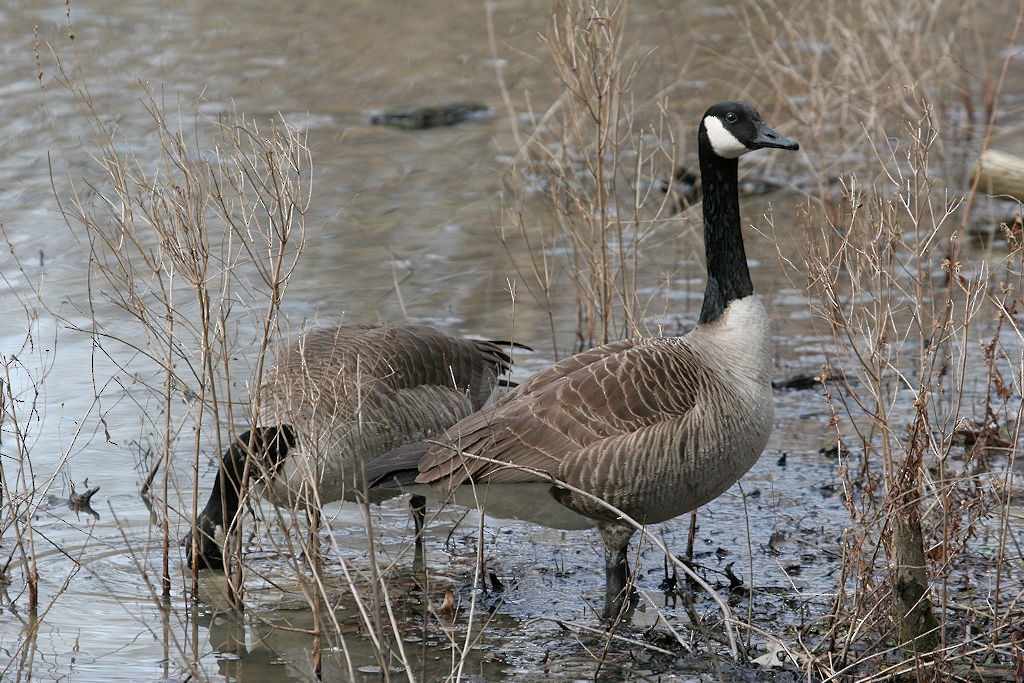 Canada Goose - ML48889131