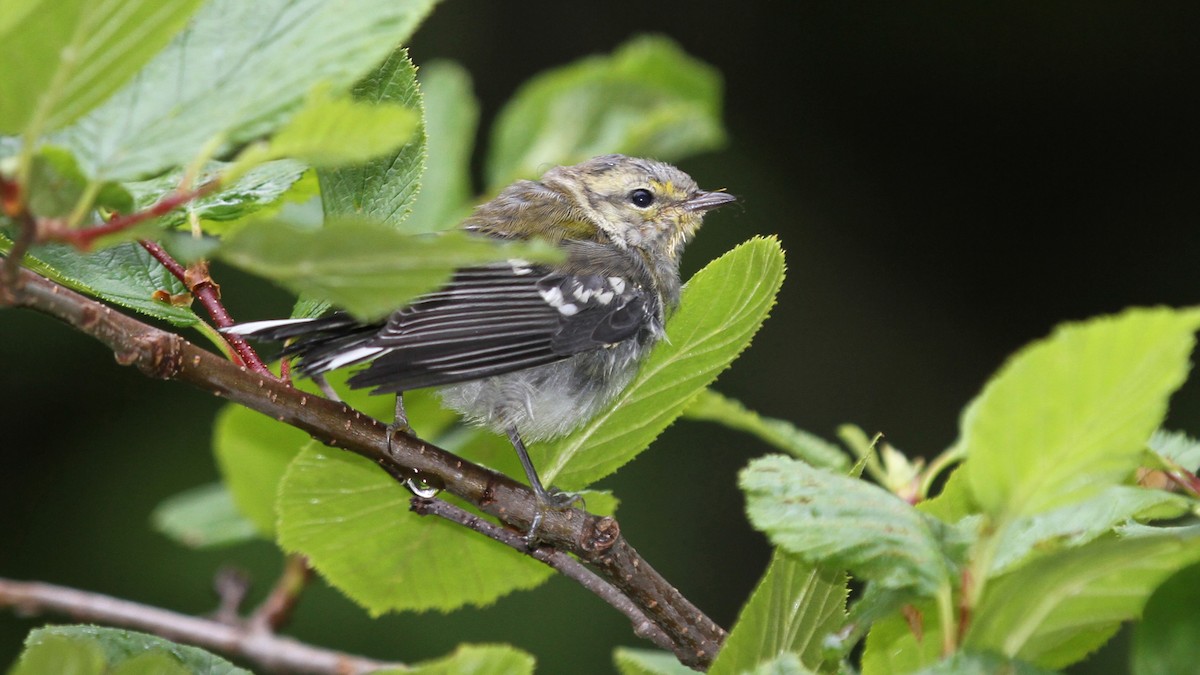 Black-throated Green Warbler - Daniel Jauvin