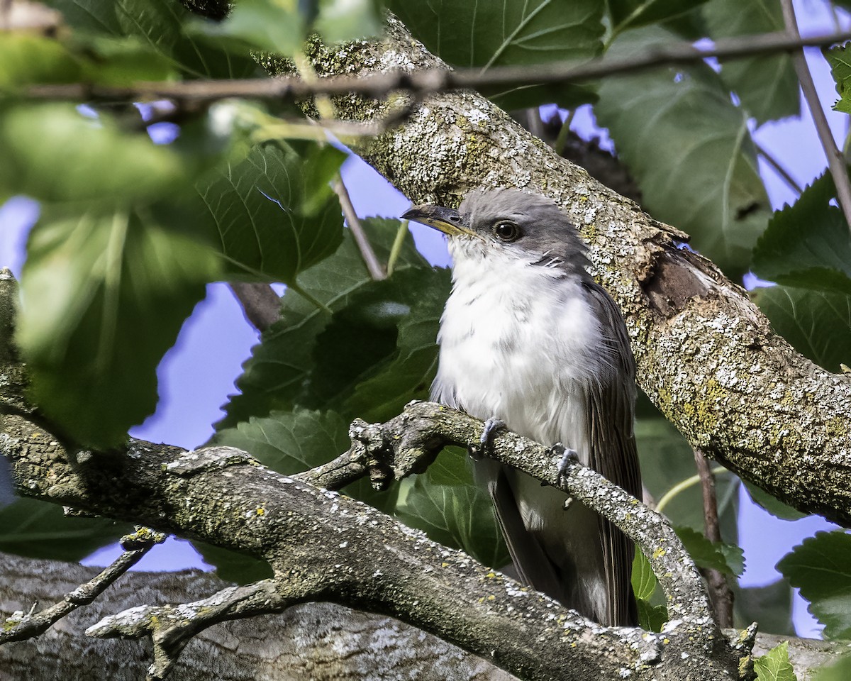 Yellow-billed Cuckoo - ML488892061