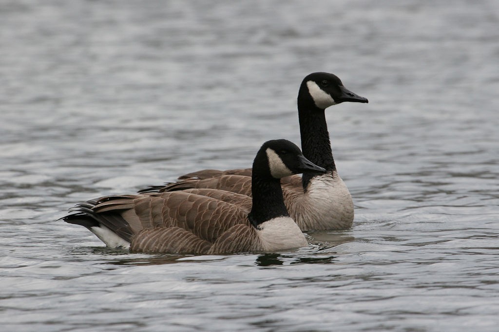 Canada Goose - ML48889221