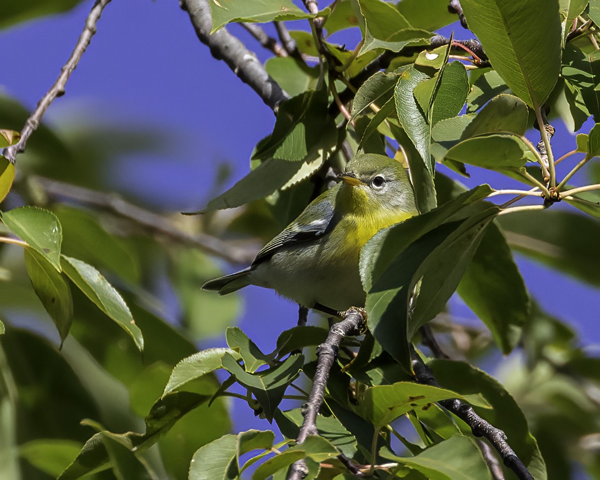 Northern Parula - ML488892371