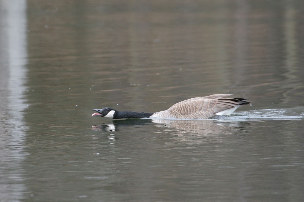 Canada Goose - ML48889261