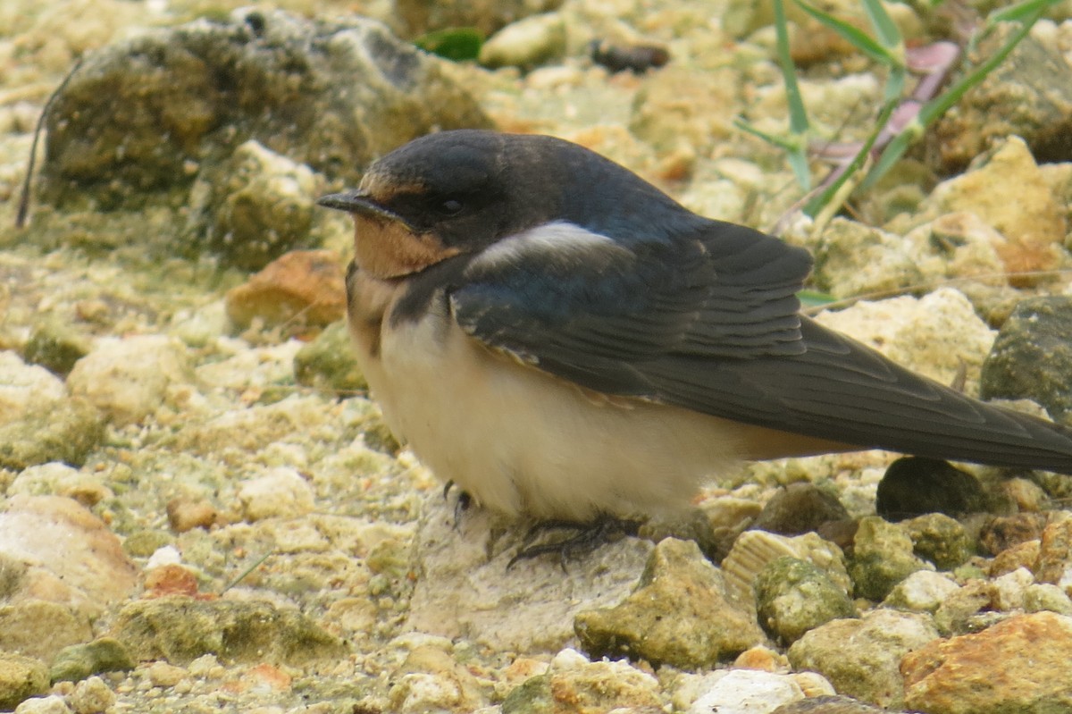 Barn Swallow - ML488893691