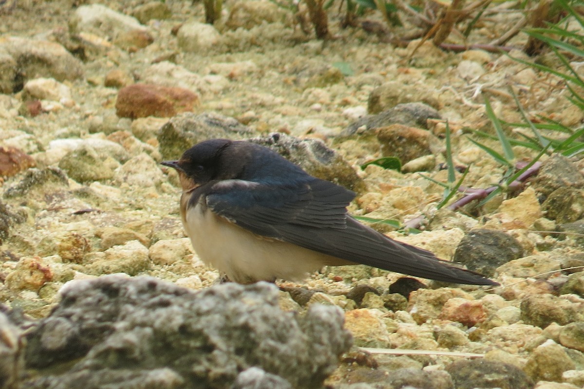 Barn Swallow - ML488893701