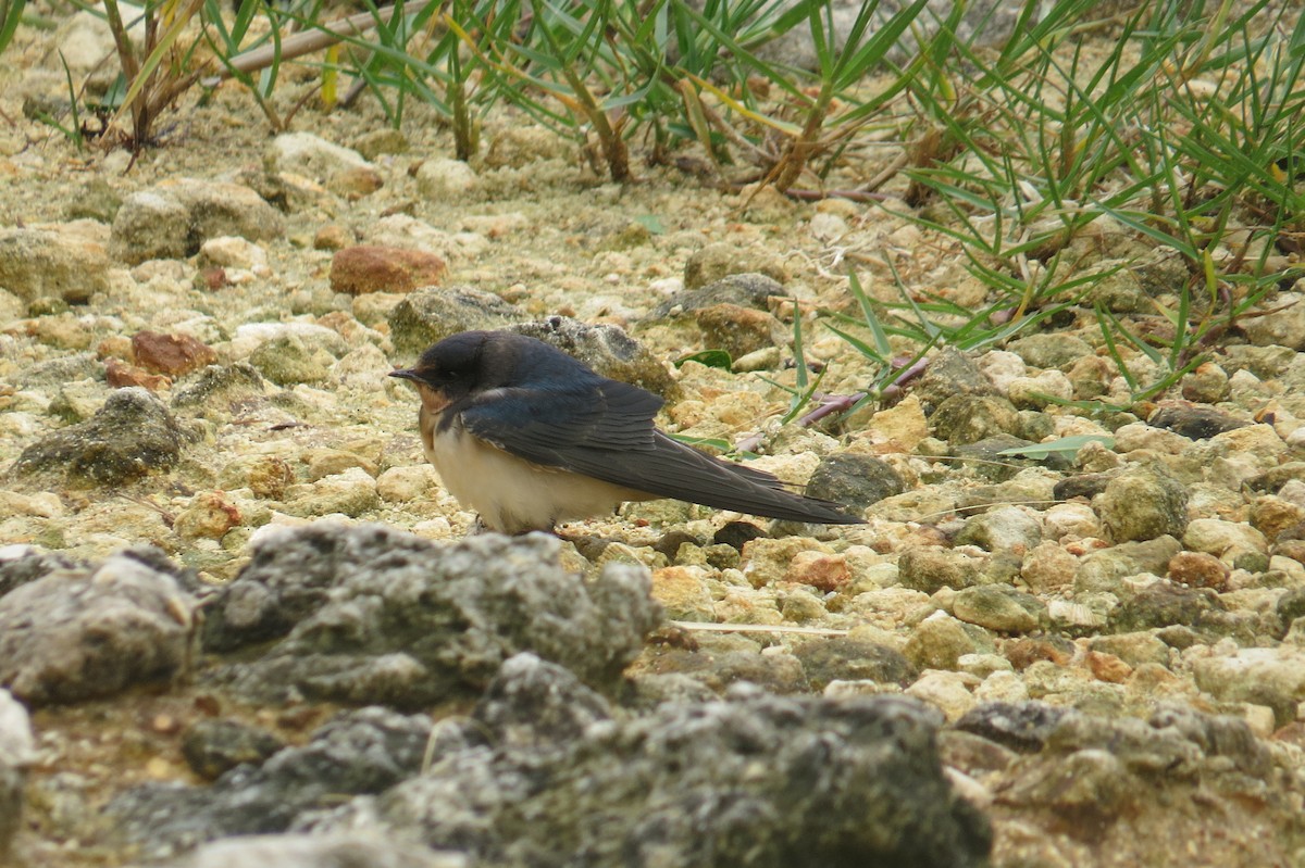 Barn Swallow - ML488893711