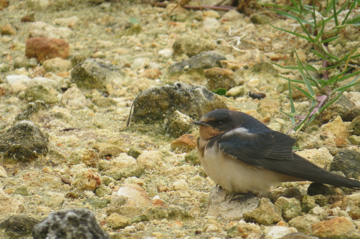 Barn Swallow - ML488893721