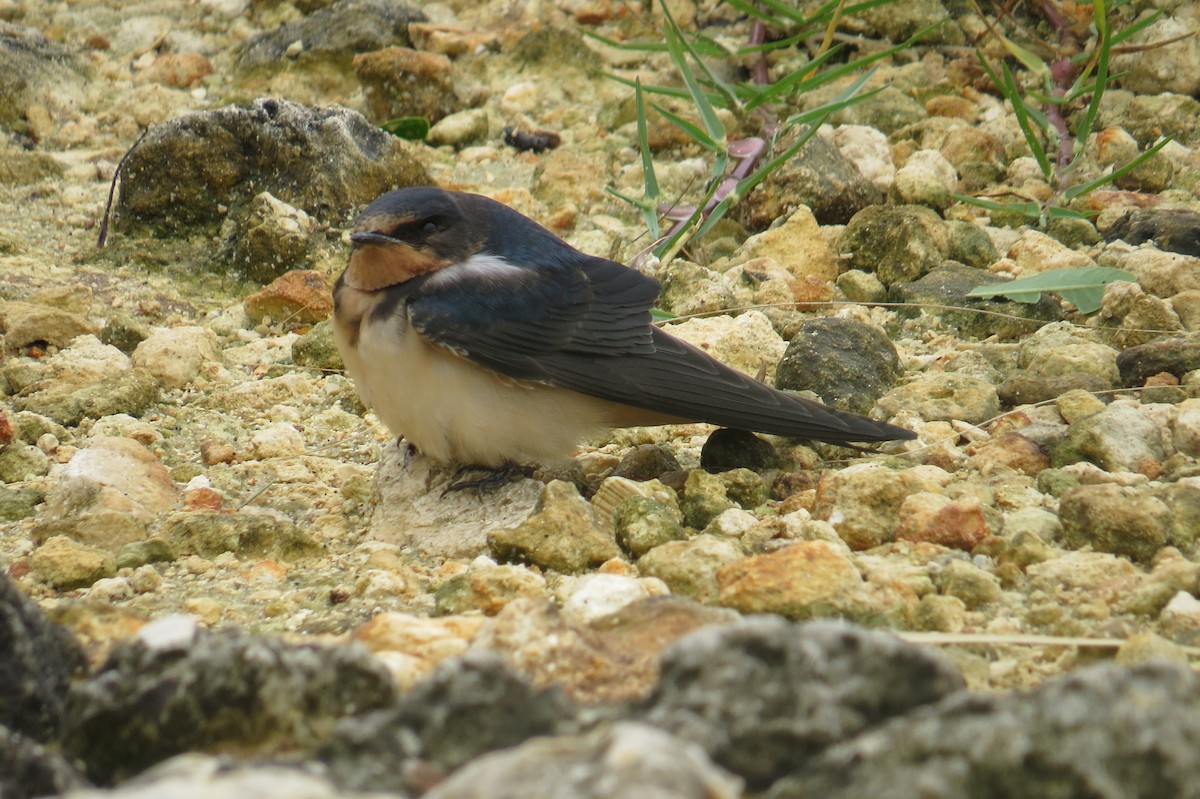 Barn Swallow - ML488893731