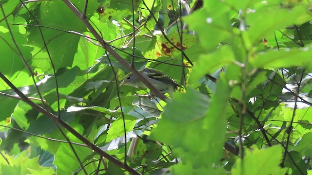 Chestnut-sided Warbler - ML488893921