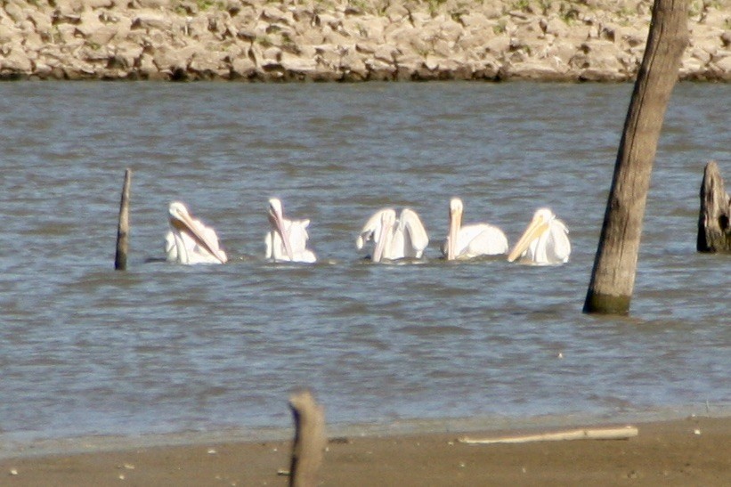 pelikán severoamerický - ML488894211