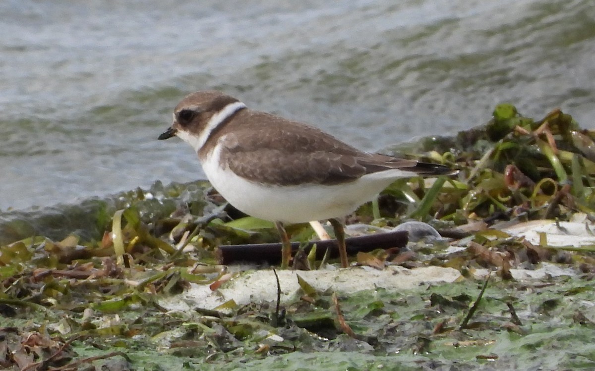 Semipalmated Plover - ML488895571