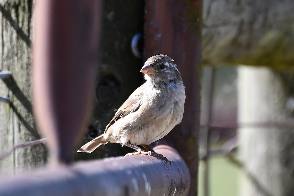 House Sparrow - ML488895741