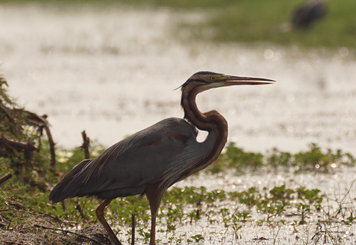 Purple Heron - Sandhya Lenka