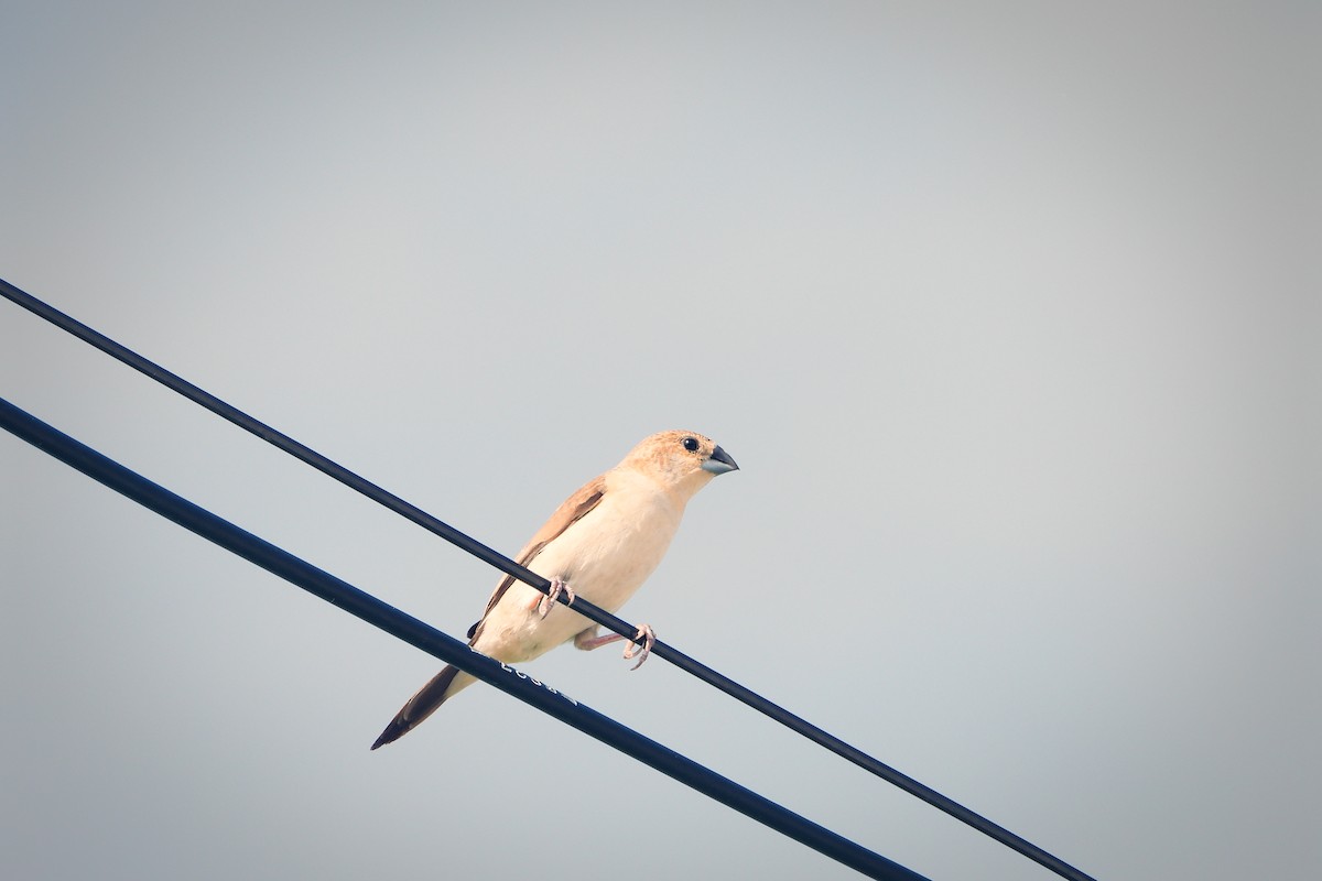 Indian Silverbill - ML488897501