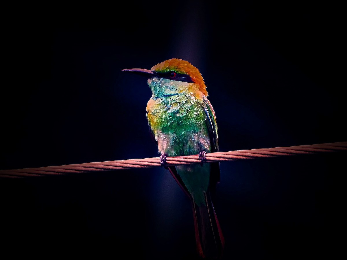 Asian Green Bee-eater - ML488897581