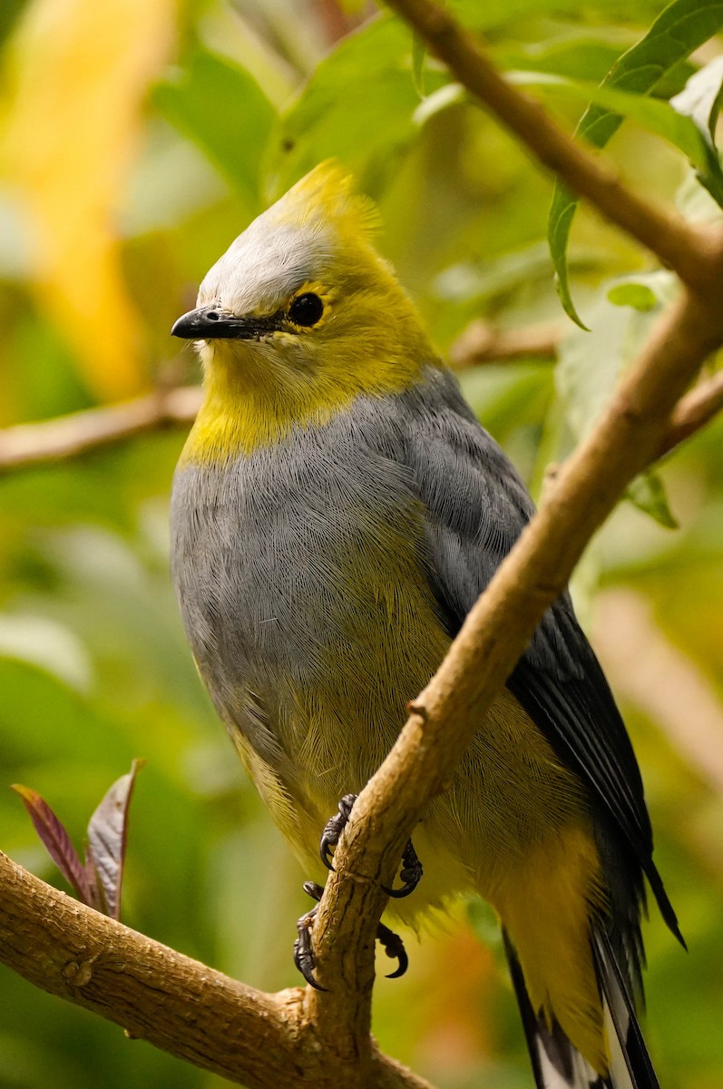 Long-tailed Silky-flycatcher - ML488897631