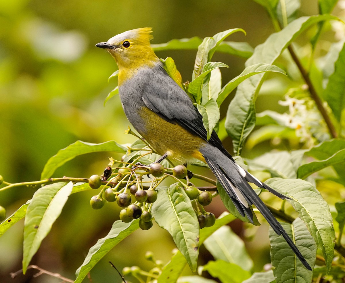 Long-tailed Silky-flycatcher - ML488897641