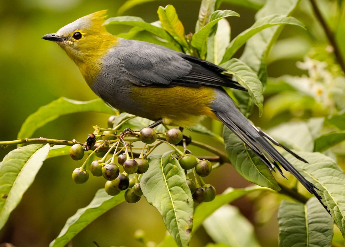 Long-tailed Silky-flycatcher - ML488897651