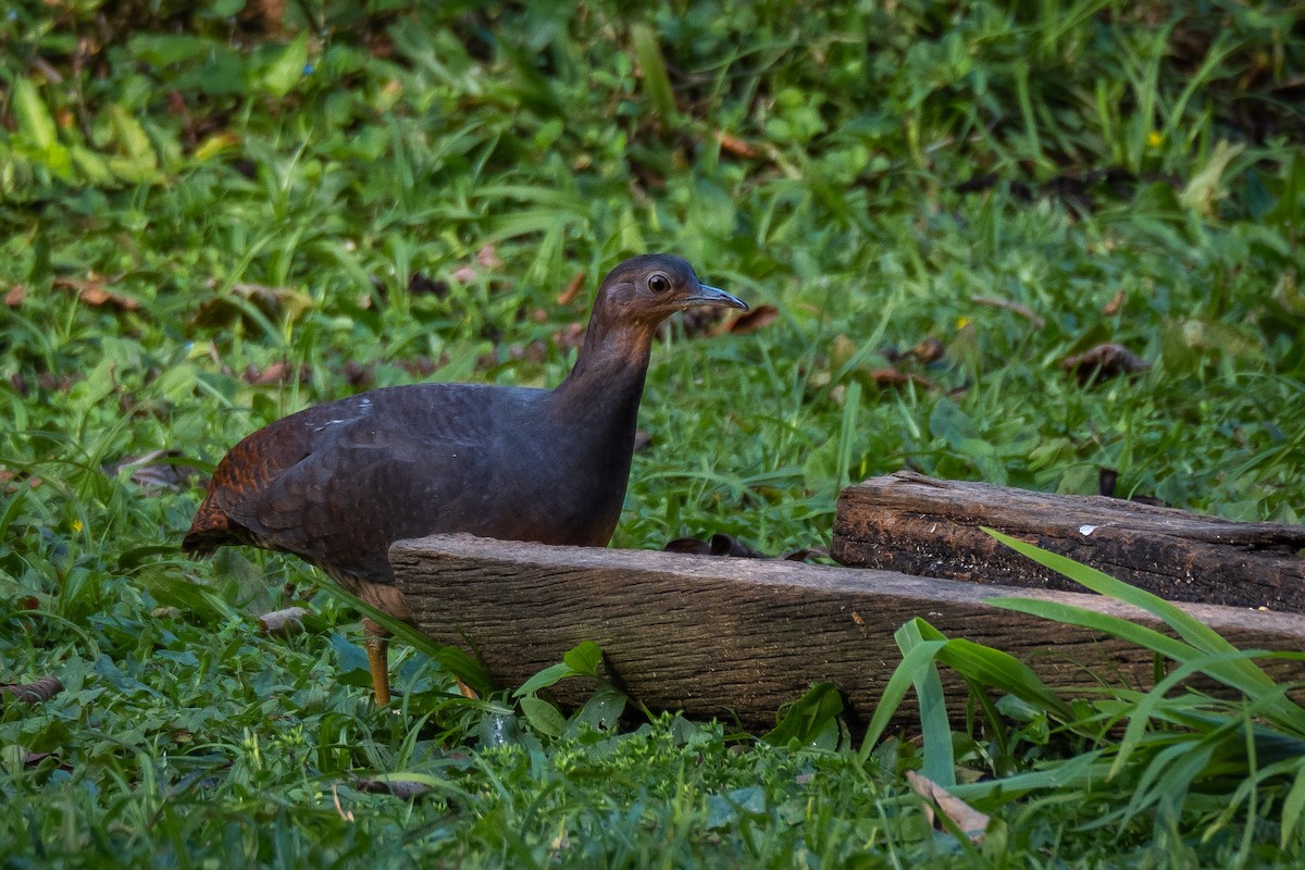 Yellow-legged Tinamou (noctivagus) - ML488899821