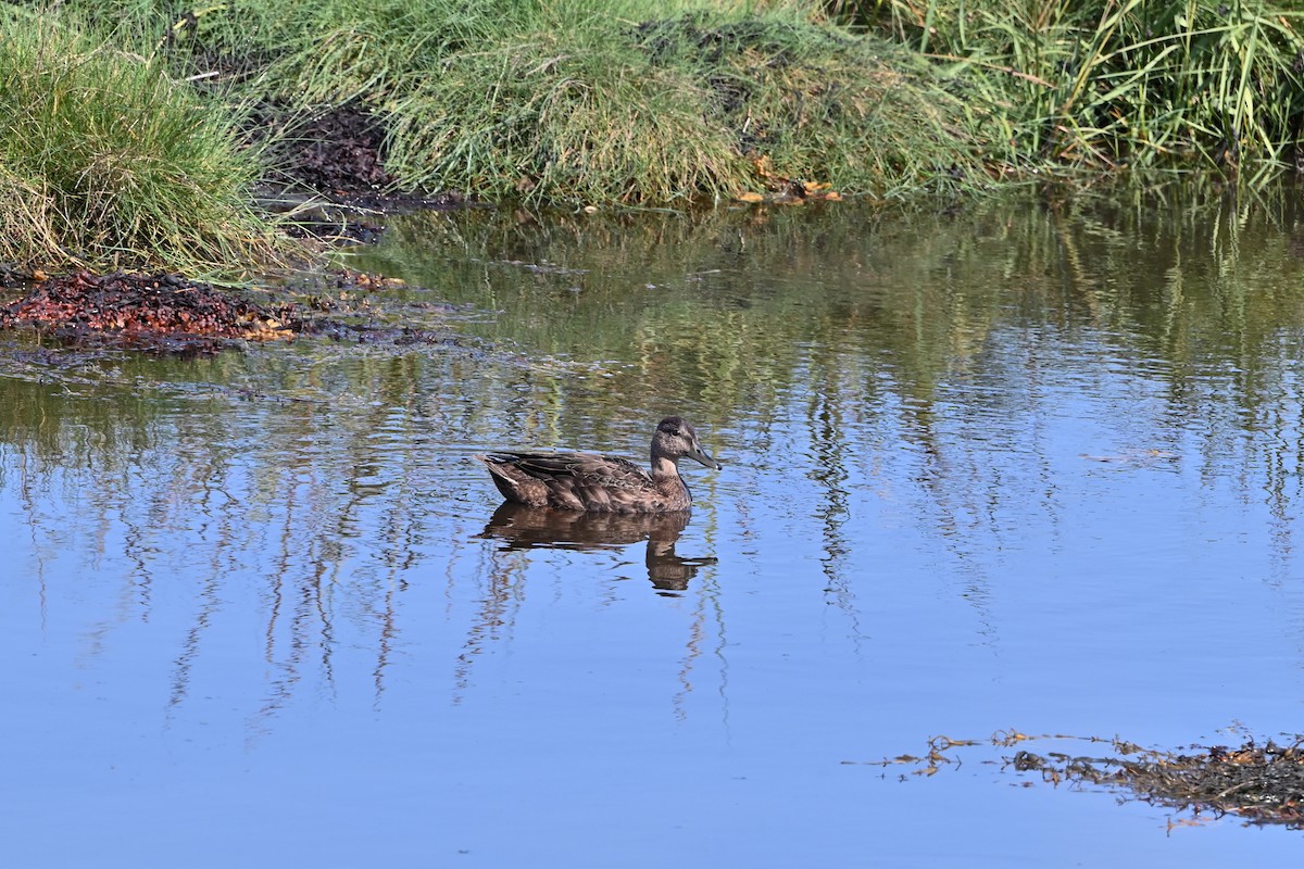 American Black Duck - Donald Casavecchia