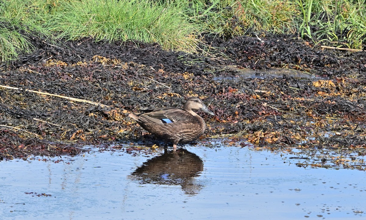 American Black Duck - Donald Casavecchia