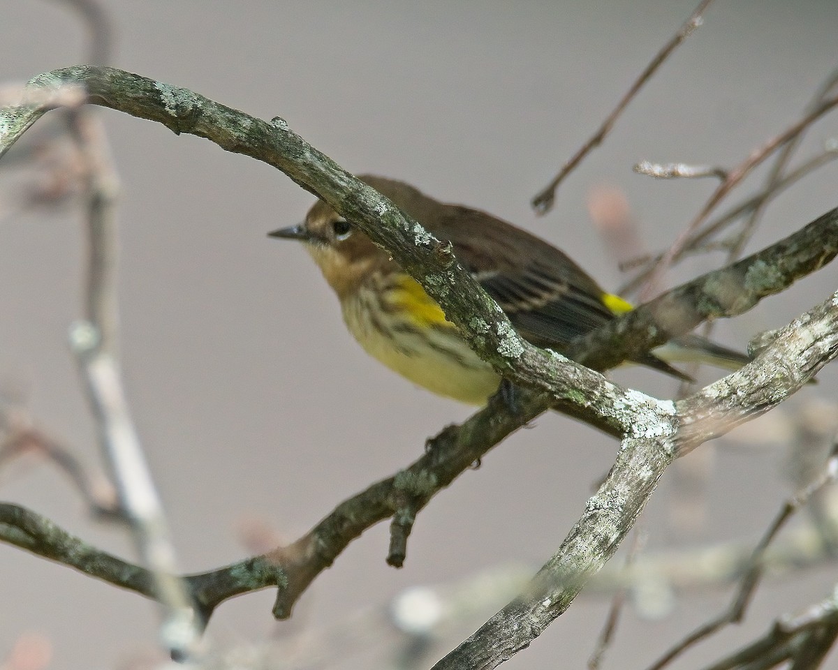 lesňáček žlutoskvrnný - ML488901041