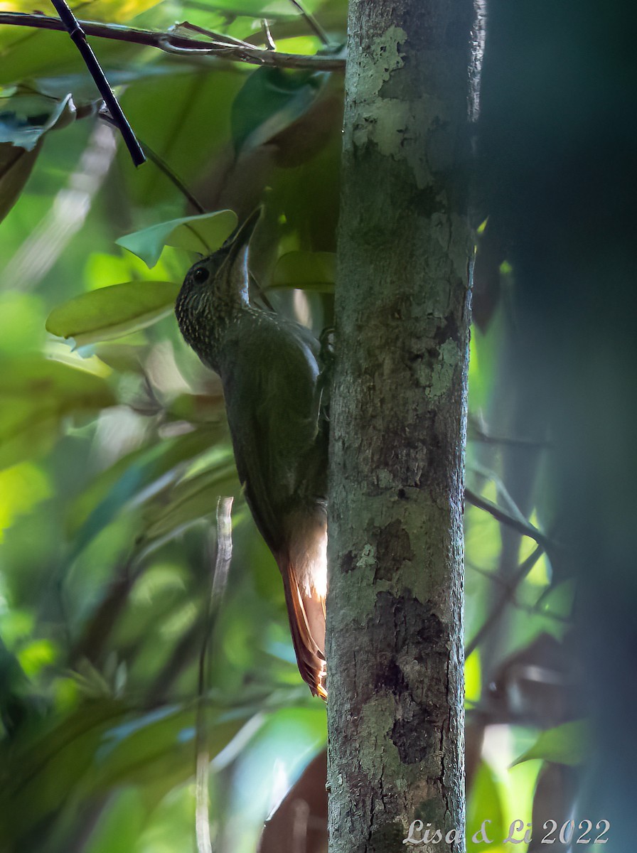 Long-tailed Woodcreeper (Southern) - ML488902361