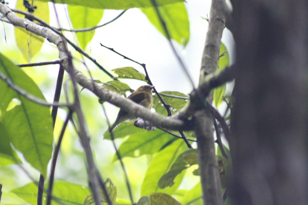 Yellow-headed Manakin - Juan Rafael Gomez Arbelaez